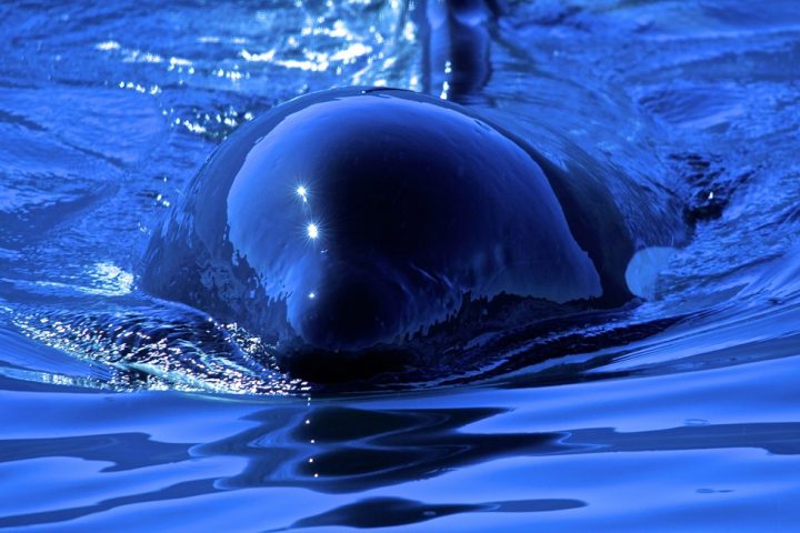 Delphin an der Wasseroberfläche