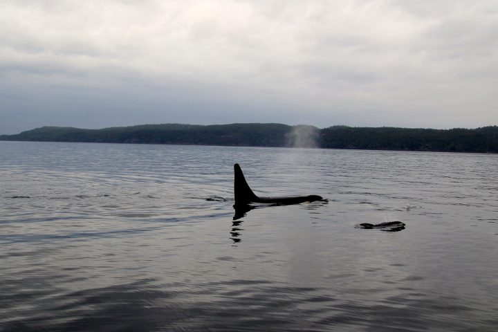 Orcas vor dem Orcacamp
